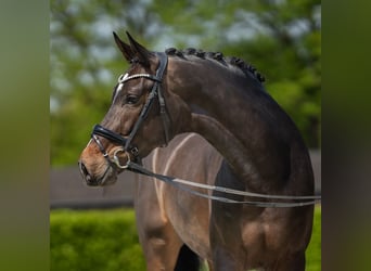 Koń hanowerski, Klacz, 6 lat, 170 cm, Ciemnogniada