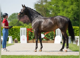 Koń hanowerski, Klacz, 6 lat, 170 cm, Ciemnogniada