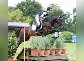 Koń hanowerski, Klacz, 6 lat, 170 cm, Ciemnogniada