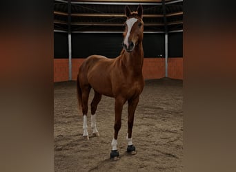 Koń hanowerski, Klacz, 6 lat, 170 cm, Ciemnokasztanowata