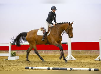 Koń hanowerski, Klacz, 6 lat, 170 cm, Gniada