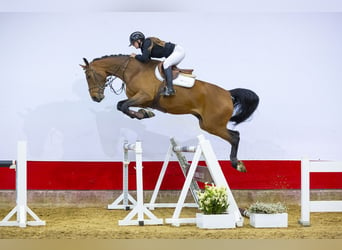 Koń hanowerski, Klacz, 6 lat, 170 cm, Gniada