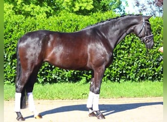 Koń hanowerski, Klacz, 6 lat, 170 cm, Kara