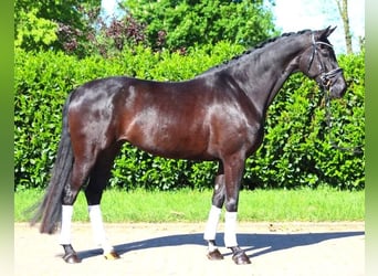 Koń hanowerski, Klacz, 6 lat, 170 cm, Kara