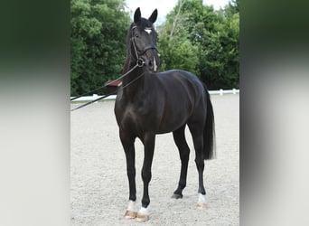 Koń hanowerski, Klacz, 6 lat, 170 cm, Kara