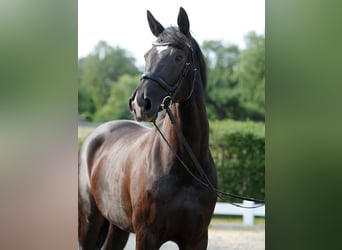 Koń hanowerski, Klacz, 6 lat, 170 cm, Kara