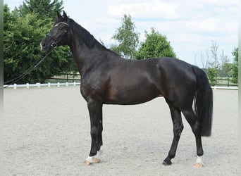 Koń hanowerski, Klacz, 6 lat, 170 cm, Kara