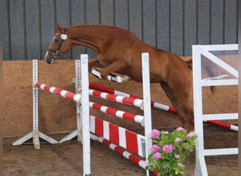 Koń hanowerski, Klacz, 6 lat, 170 cm, Kasztanowata