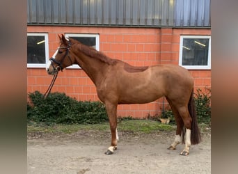 Koń hanowerski, Klacz, 6 lat, 170 cm, Kasztanowata