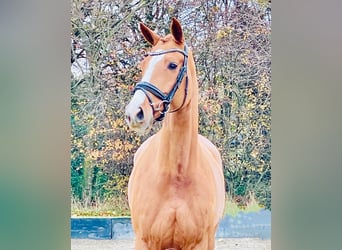 Koń hanowerski, Klacz, 6 lat, 170 cm, Kasztanowata