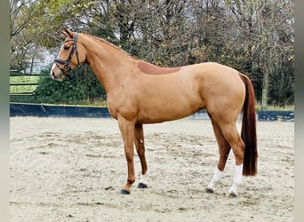 Koń hanowerski, Klacz, 6 lat, 170 cm, Kasztanowata