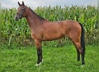 Koń hanowerski, Klacz, 6 lat, 171 cm, Gniada