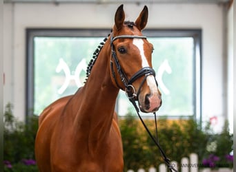 Koń hanowerski, Klacz, 6 lat, 172 cm, Gniada