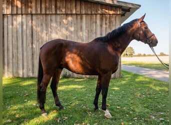 Koń hanowerski, Klacz, 6 lat, 172 cm, Gniada
