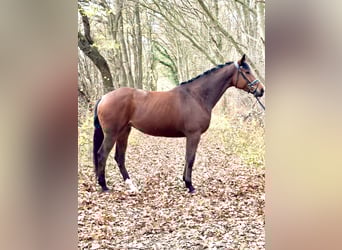 Koń hanowerski, Klacz, 6 lat, 172 cm, Gniada