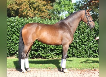 Koń hanowerski, Klacz, 6 lat, 172 cm, Gniada