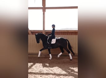 Koń hanowerski, Klacz, 6 lat, 172 cm, Kara