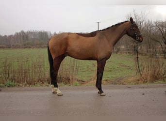 Koń hanowerski, Klacz, 6 lat, 173 cm, Gniada