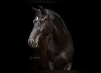 Koń hanowerski, Klacz, 6 lat, 173 cm, Kara
