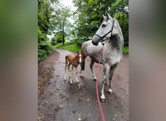 Koń hanowerski, Klacz, 6 lat, 173 cm, Siwa jabłkowita