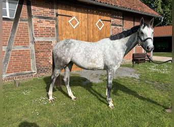 Koń hanowerski, Klacz, 6 lat, 173 cm, Siwa