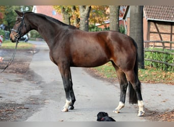 Koń hanowerski, Klacz, 6 lat, 174 cm, Gniada