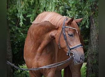 Koń hanowerski, Klacz, 6 lat, 174 cm, Kasztanowata