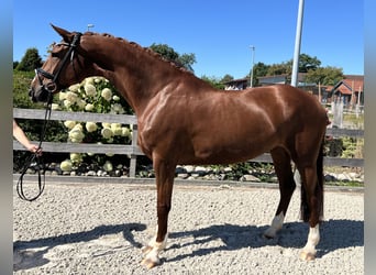 Koń hanowerski, Klacz, 6 lat, 174 cm, Kasztanowata