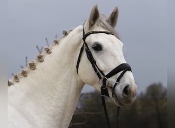 Koń hanowerski, Klacz, 6 lat, 174 cm, Siwa