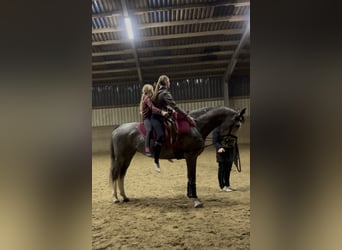 Koń hanowerski, Klacz, 6 lat, 174 cm, Siwa