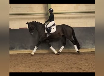 Koń hanowerski, Klacz, 6 lat, 175 cm, Ciemnogniada