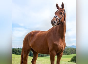 Koń hanowerski, Klacz, 6 lat, 175 cm, Kasztanowata