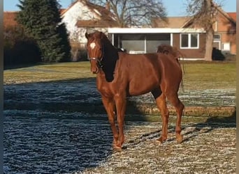 Koń hanowerski, Klacz, 6 lat, 178 cm, Kasztanowata
