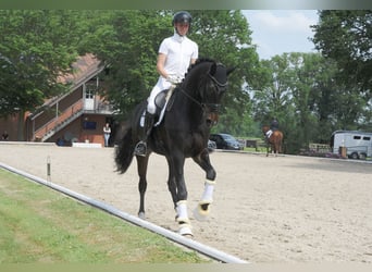 Koń hanowerski, Klacz, 6 lat, 178 cm, Skarogniada