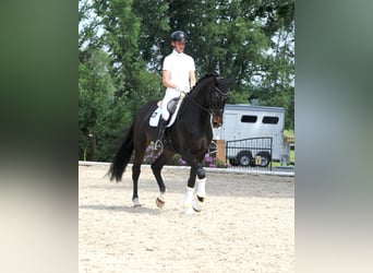 Koń hanowerski, Klacz, 6 lat, 178 cm, Skarogniada
