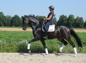 Koń hanowerski, Klacz, 6 lat, 178 cm, Skarogniada