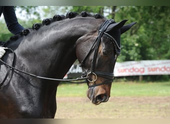 Koń hanowerski, Klacz, 6 lat, 178 cm, Skarogniada