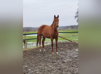 Koń hanowerski, Klacz, 6 lat, 180 cm, Kasztanowata