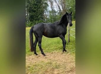 Koń hanowerski, Klacz, 6 lat, Kara