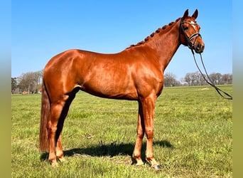 Koń hanowerski, Klacz, 6 lat, Kasztanowata