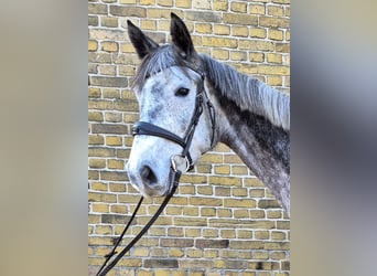 Koń hanowerski, Klacz, 6 lat, Siwa