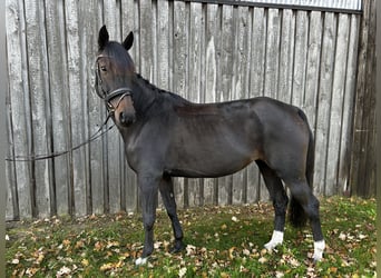 Koń hanowerski, Klacz, 7 lat, 155 cm, Skarogniada