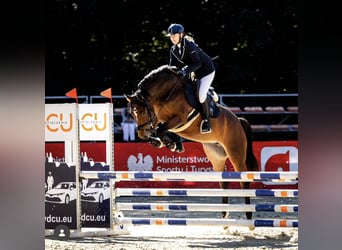 Koń hanowerski, Klacz, 7 lat, 163 cm, Ciemnogniada