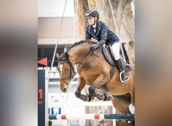 Koń hanowerski, Klacz, 7 lat, 163 cm, Ciemnogniada