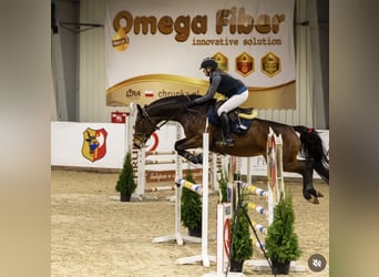 Koń hanowerski, Klacz, 7 lat, 163 cm, Ciemnogniada