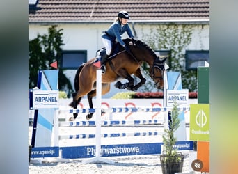 Koń hanowerski, Klacz, 7 lat, 163 cm, Ciemnogniada