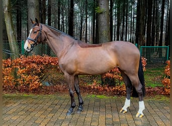 Koń hanowerski, Klacz, 7 lat, 163 cm, Ciemnogniada