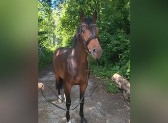 Koń hanowerski, Klacz, 7 lat, 163 cm, Ciemnogniada