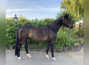 Koń hanowerski, Klacz, 7 lat, 164 cm, Skarogniada