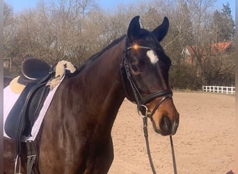 Koń hanowerski, Klacz, 7 lat, 165 cm, Ciemnogniada